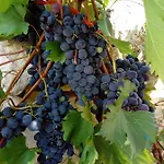 Σπίτι διακοπών Trulli La Collinetta