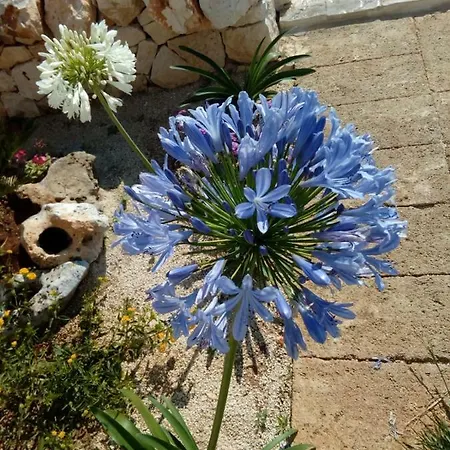 Trulli La Collinetta * 马丁纳弗兰卡