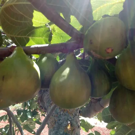 Trulli La Collinetta *