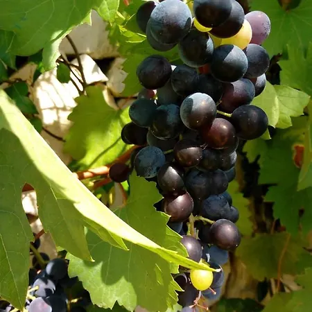 Vakantiehuis Trulli La Collinetta *