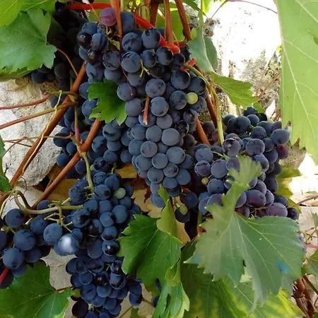 Tatil Evi Trulli La Collinetta