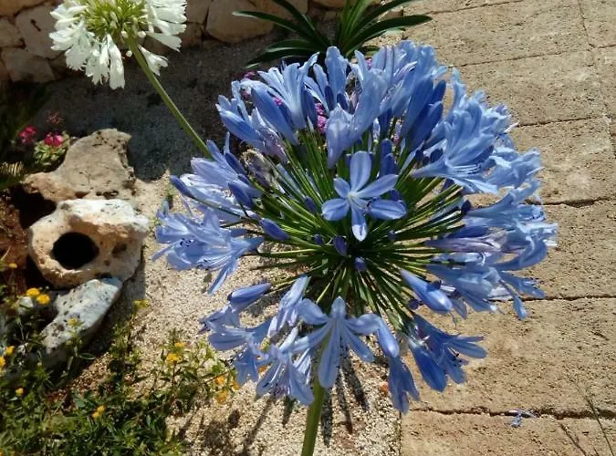 Trulli La Collinetta * מרטינה פרנקה