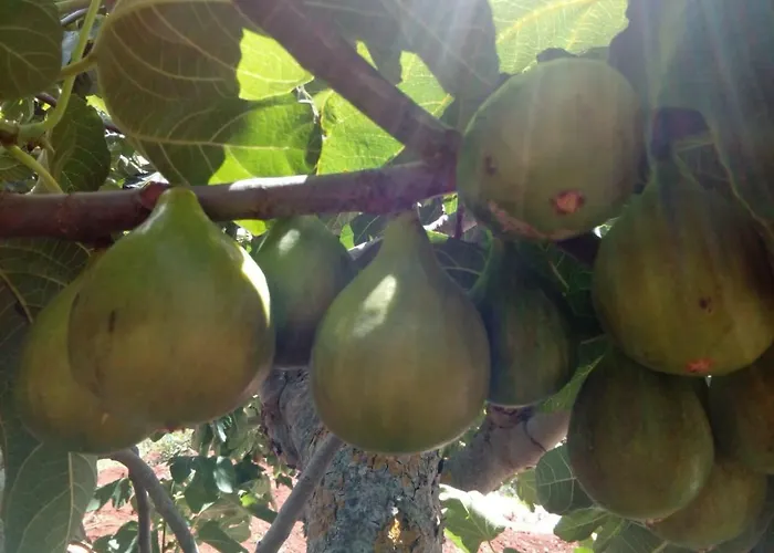 Trulli La Collinetta *