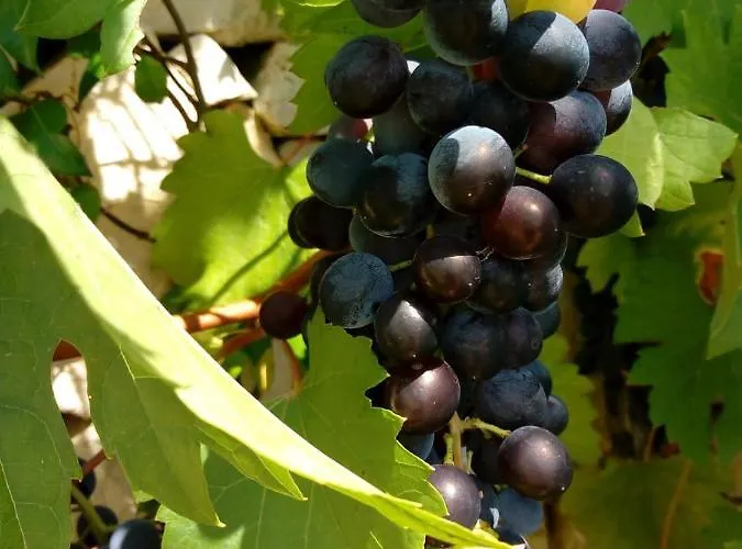 Casa vacanze Trulli La Collinetta *